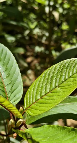 Mitragyna speciosa